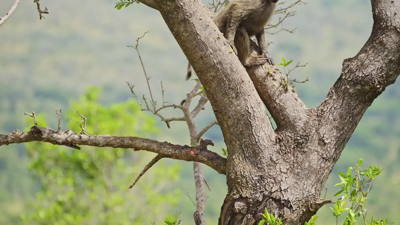 Slow Motion Shot of Baboon climbing up tree for better sight watching lookout over the masai mara north conservancy African Wildlife in Maasai Mara National Reserve Africa Safari Animals in Kenya