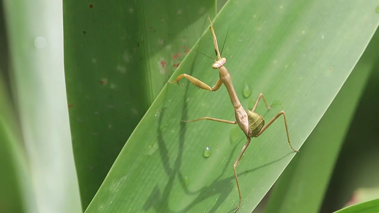 Close-up of a praying mantis moving on green grass