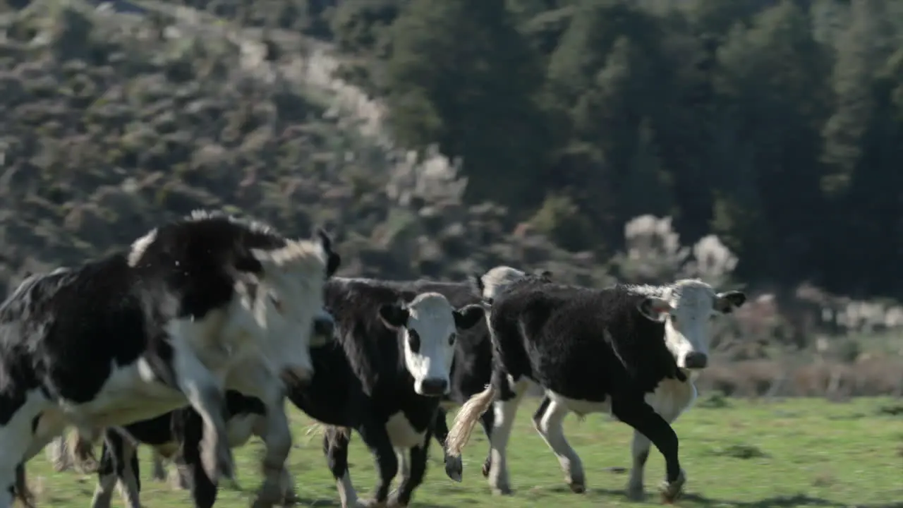 herd of black and white cows running around farm