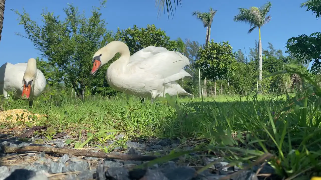 group of white swans eating and taking sun animals birds