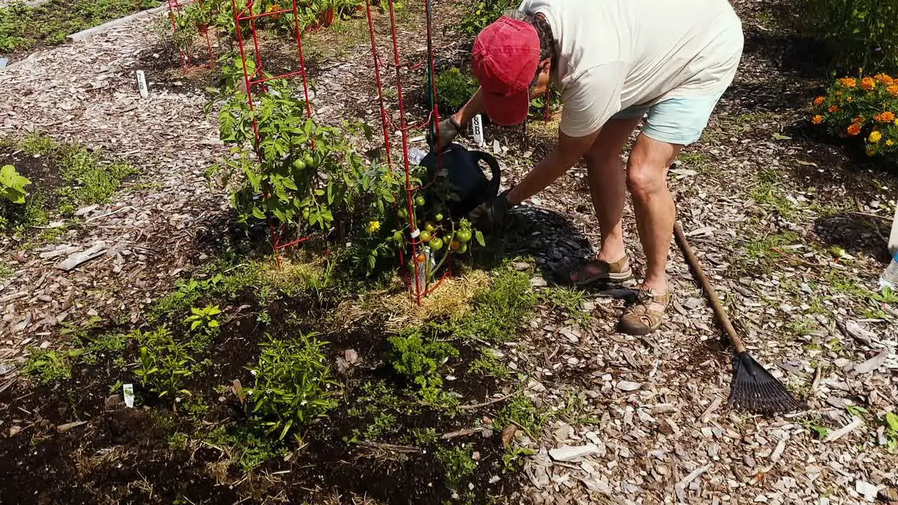 Senior woman watering vegitable plant in community garden