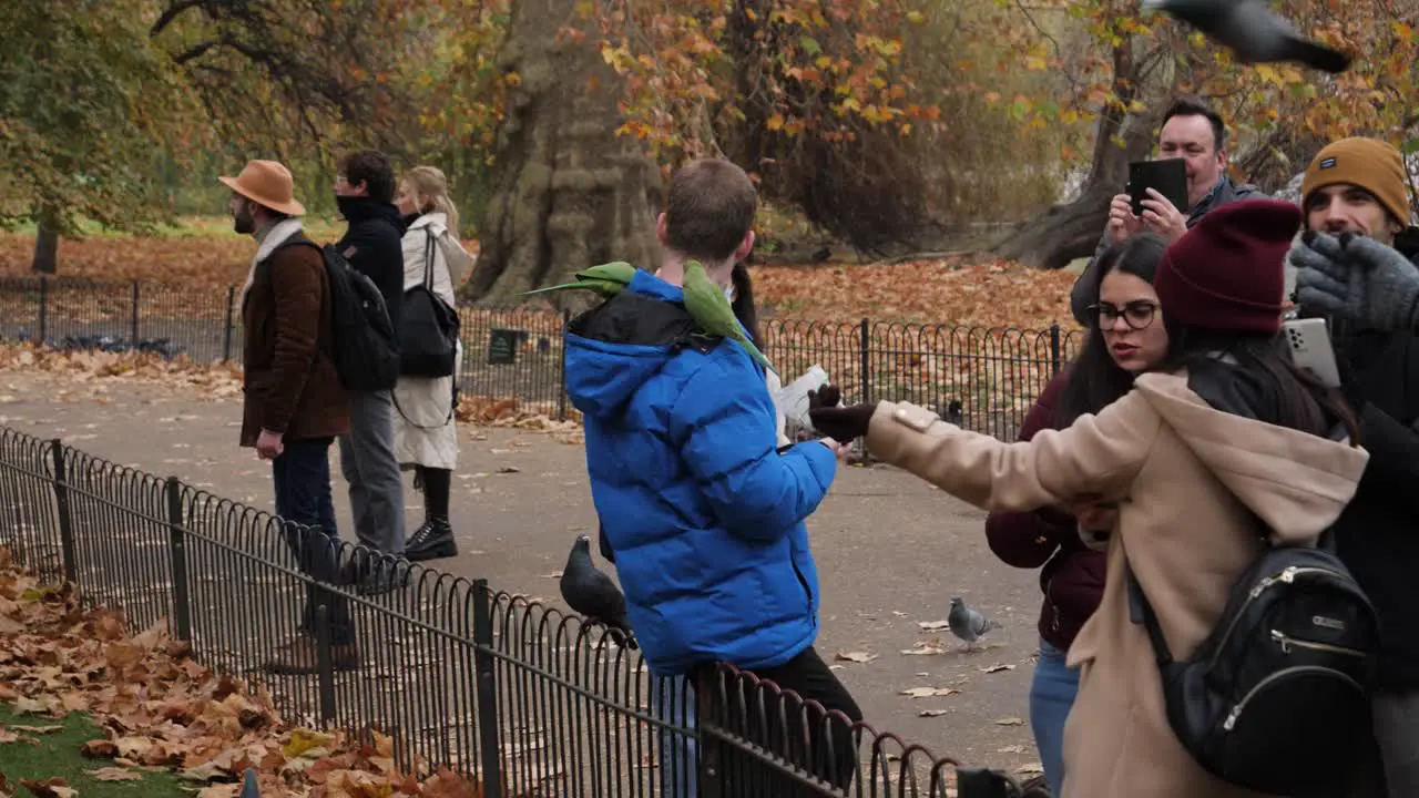 Man feed green parrots out of his hand in autumn park