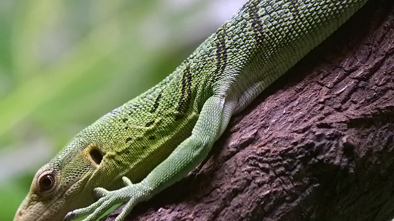 Detailed Portrait Of A Slowly Crawling Emerald Tree Monitor With Blurry Forest In Background