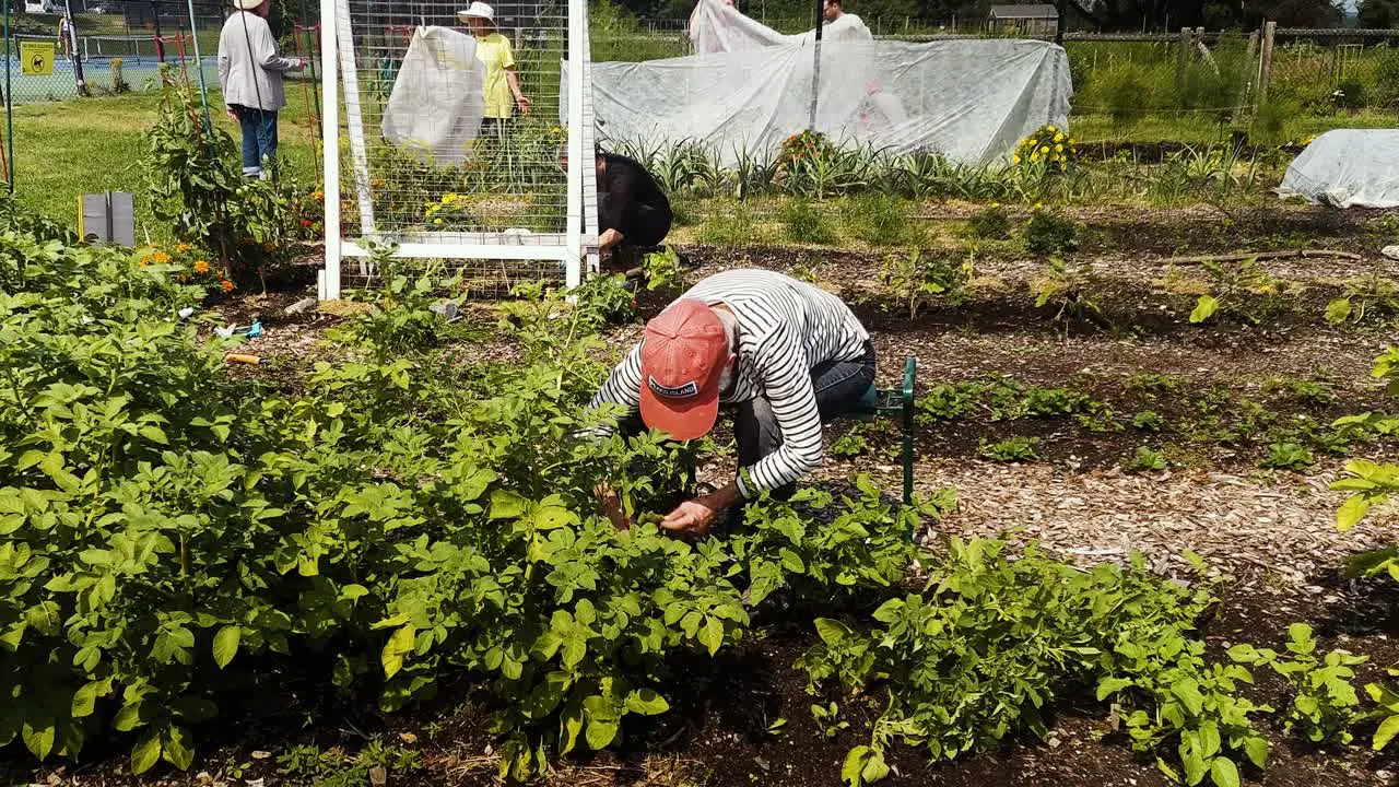 Woman cultivating tomatoe plants in Community garden