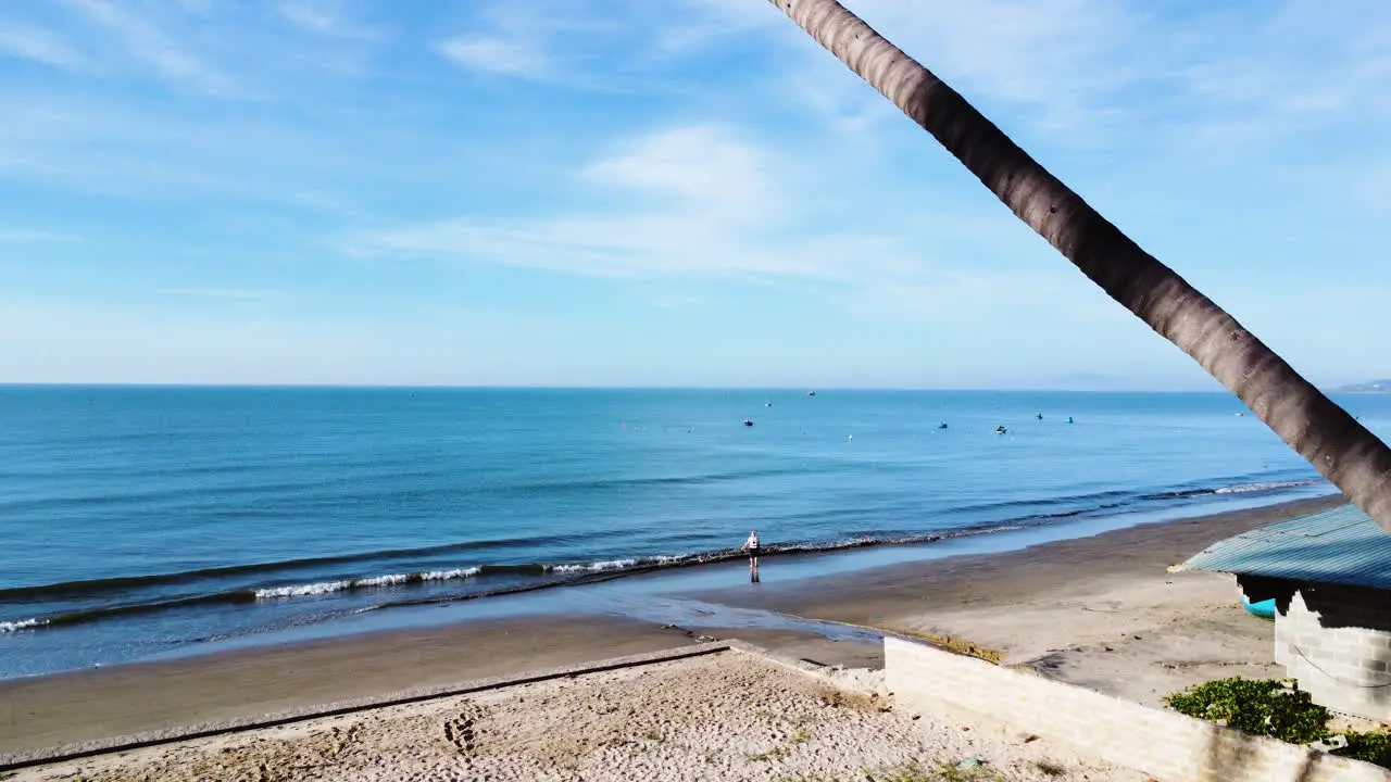 Palm tree on tropical beach in Mui Ne Vietnam  aerial