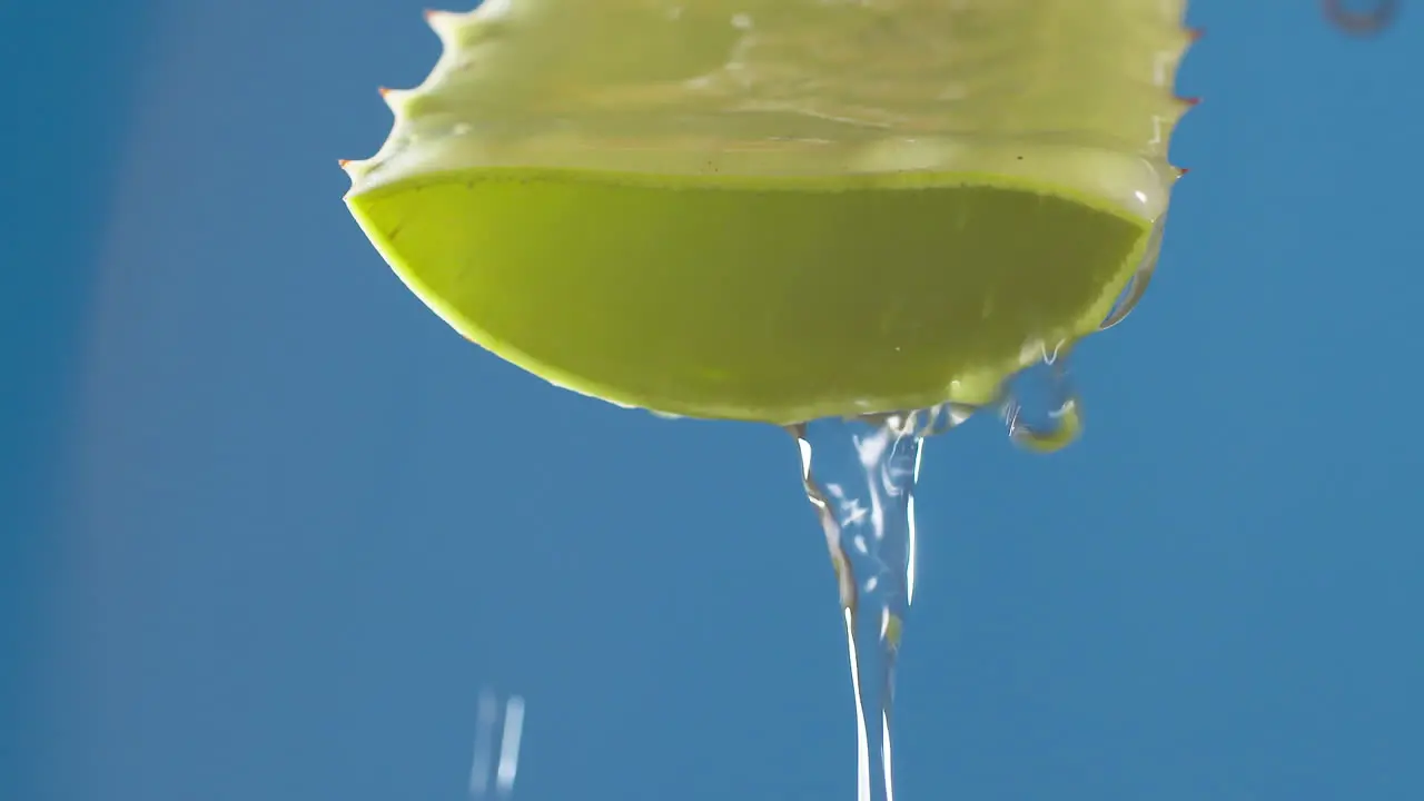 Pure water drops and streams to green aloe vera on blue background