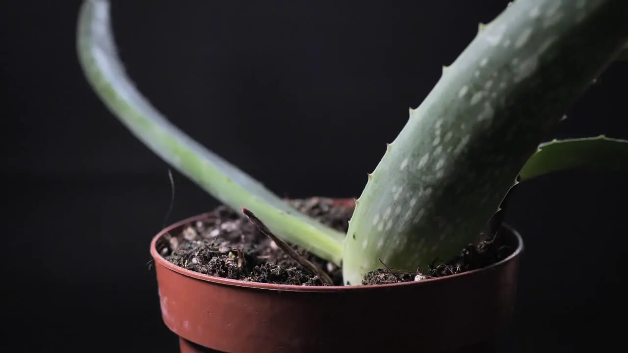 Aloe Vera plant in a pot for skincare treatment and home remedies