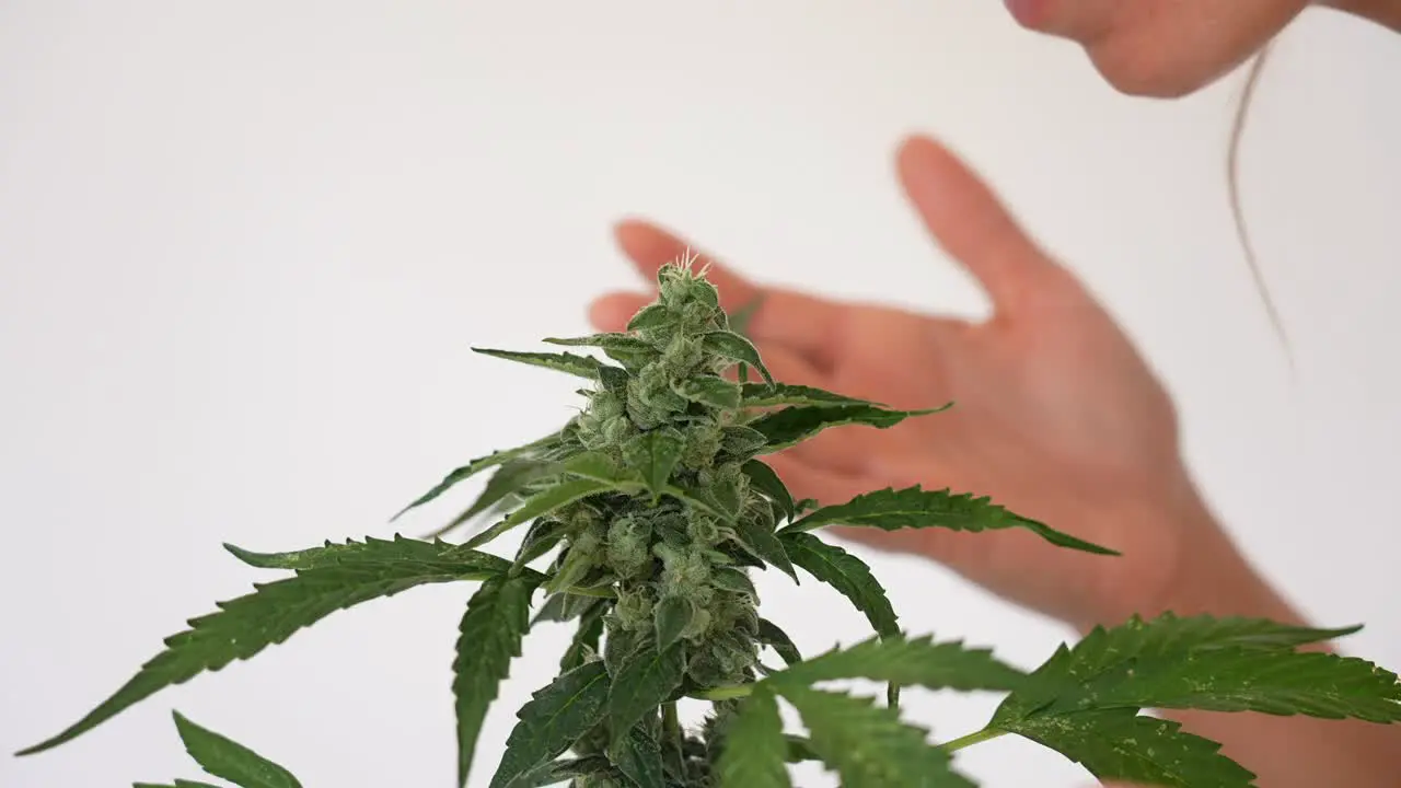 Close up detail shot of girl nose smelling buds of a cannabis plant outdoor