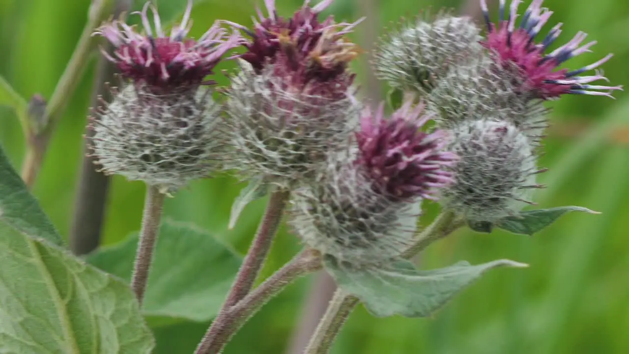 Blooming medical plant burdock