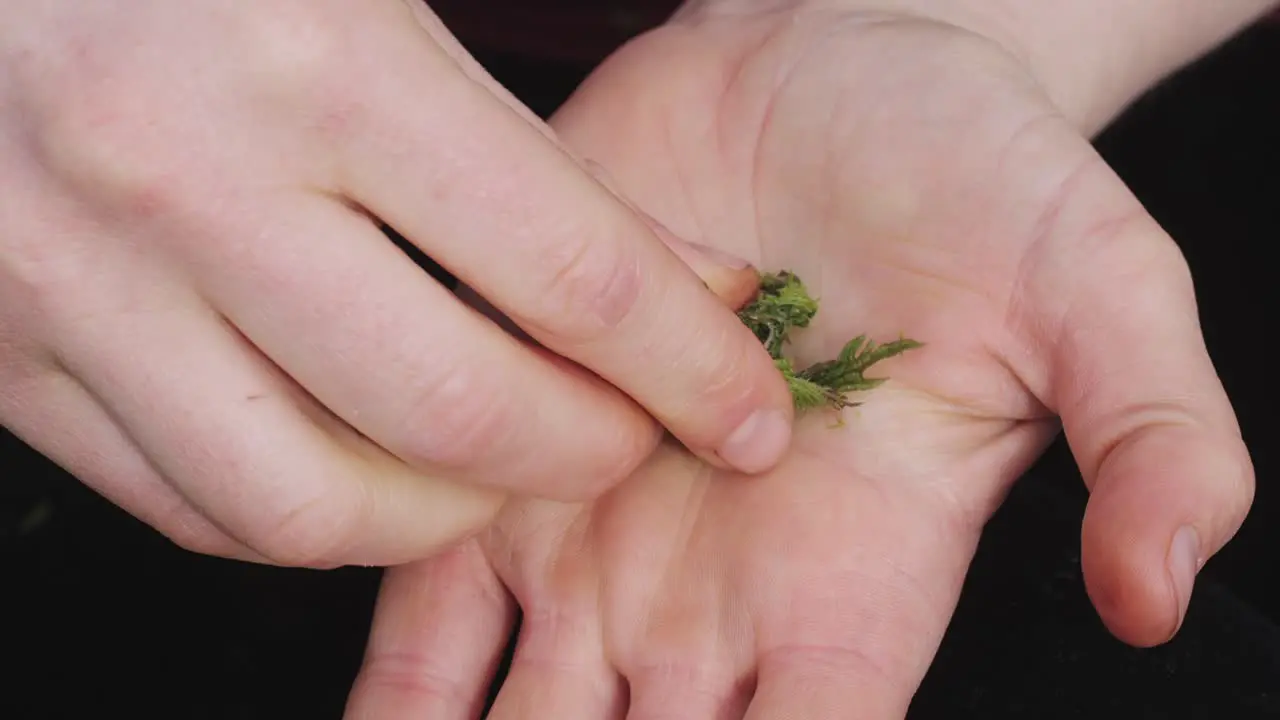 human hands macerating fresh nettle leaves