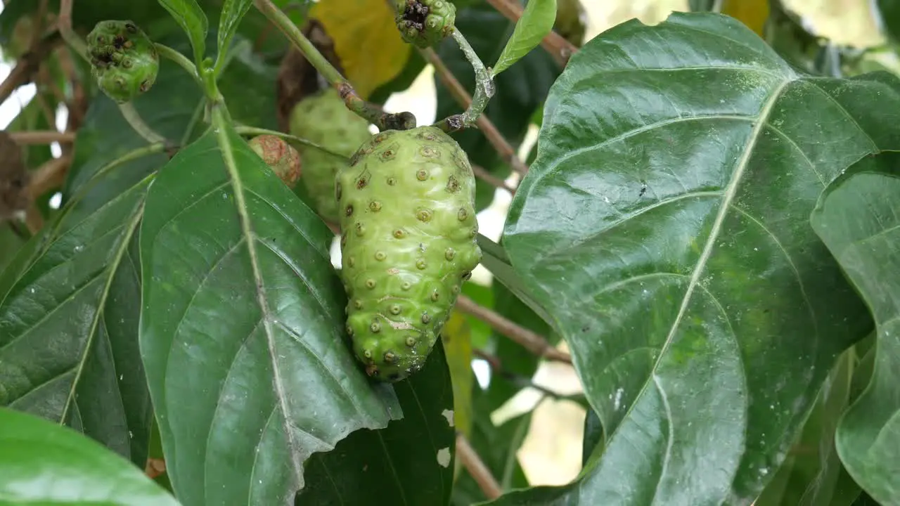 Fruits of Noni with green leafs