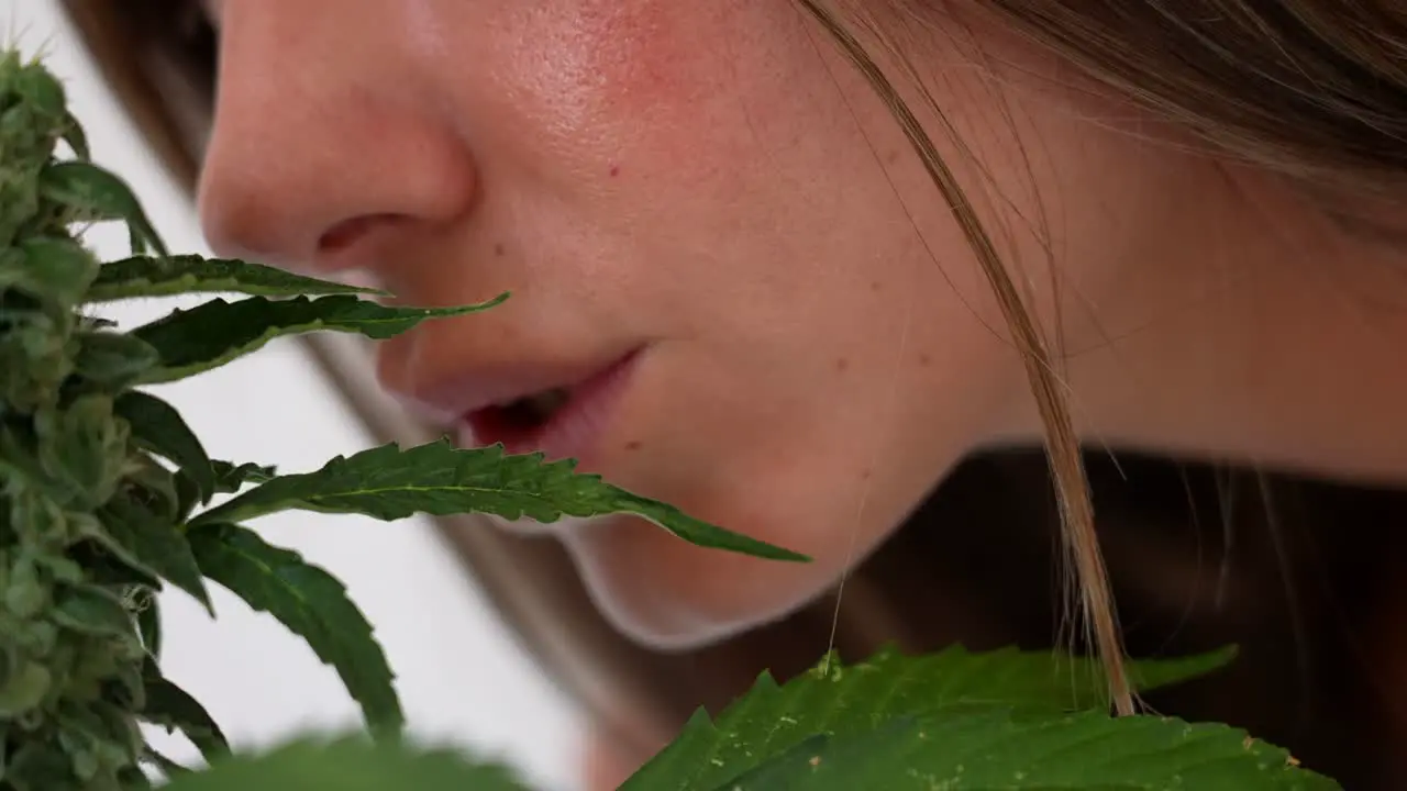 Close up detail cinematic shot of girl nose smelling buds of a cannabis plant