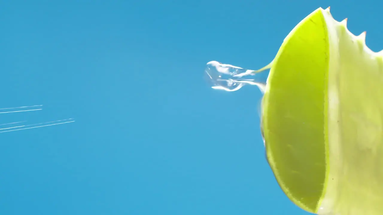 Vertical Pure water drops and streams to green aloe vera on blue background