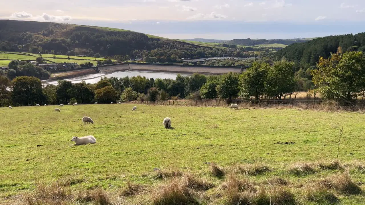 English countryside scene with farmland pastures grazing sheep drystone walls and lake