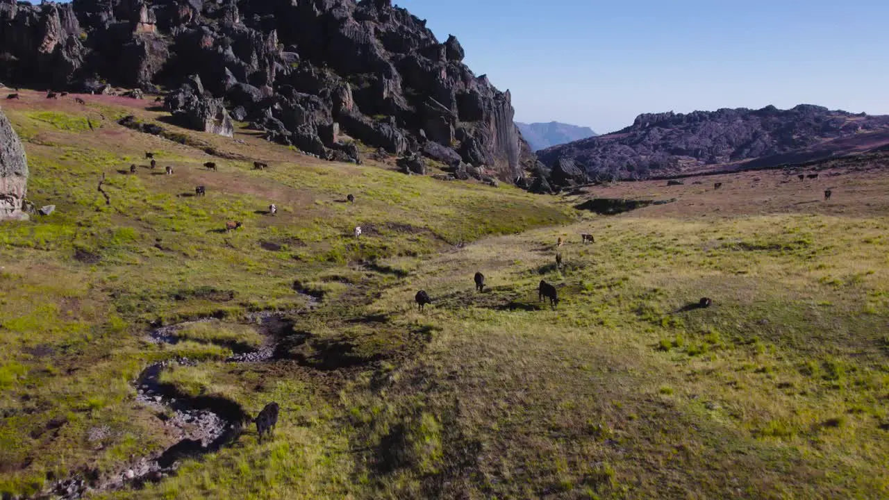 Herd Of Cows Grazing In Green Land In Huaraz Great Cave Peru