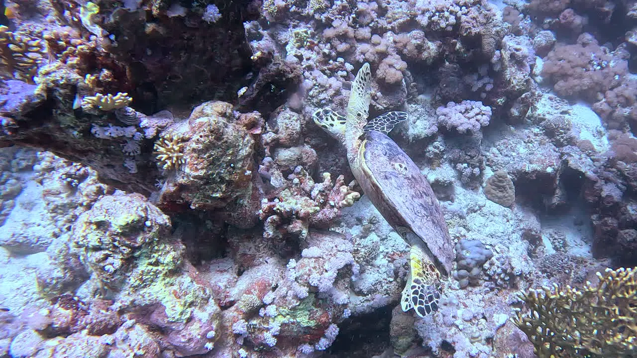 Turtles feeding on coral and get into a fight