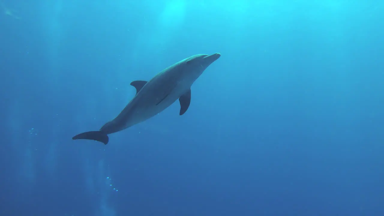 A dolphin is getting close and swimming up for air in the Red Sea