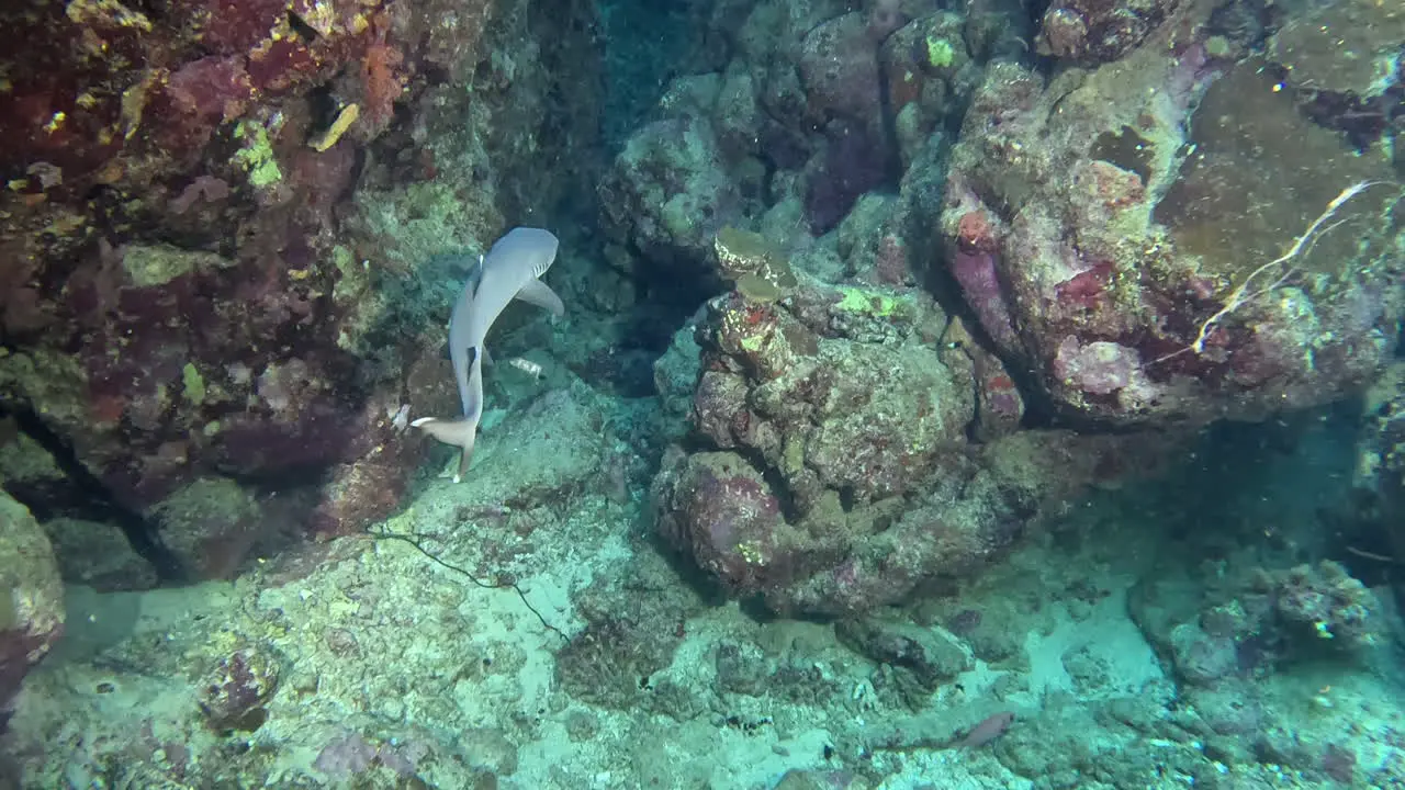 White tip reef shark gets close in a canyon and swims away