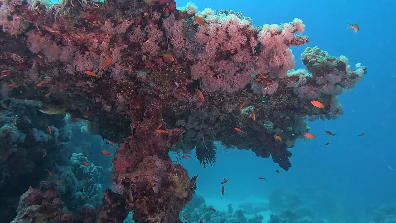 Umbrella coral capture Round shot underwater