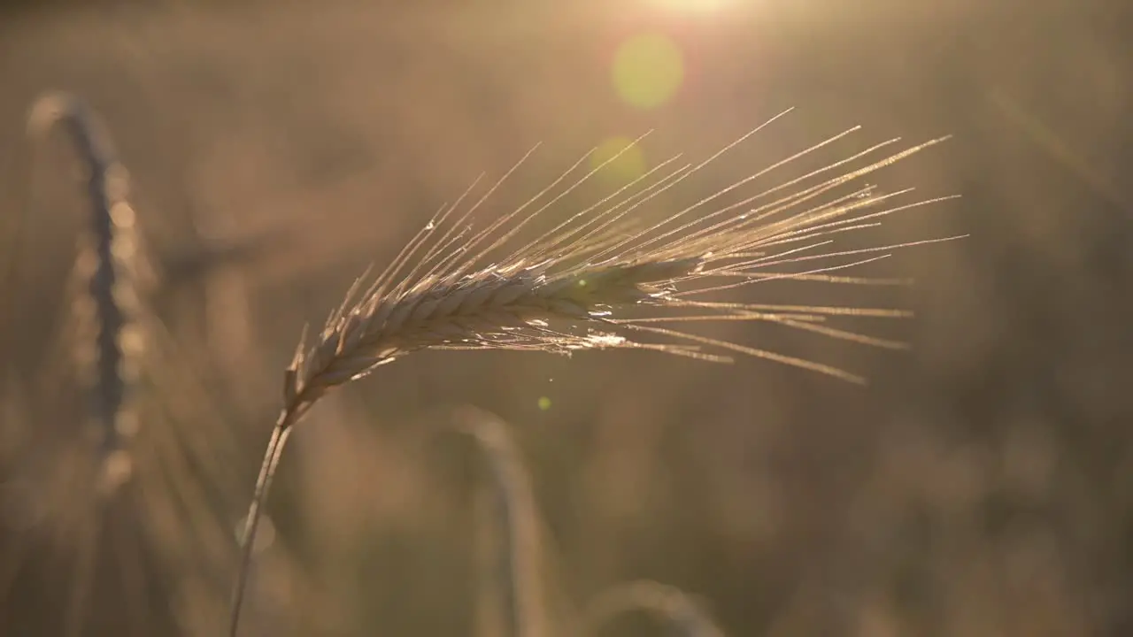 Wheat field ears of wheat swaying from the gentle wind