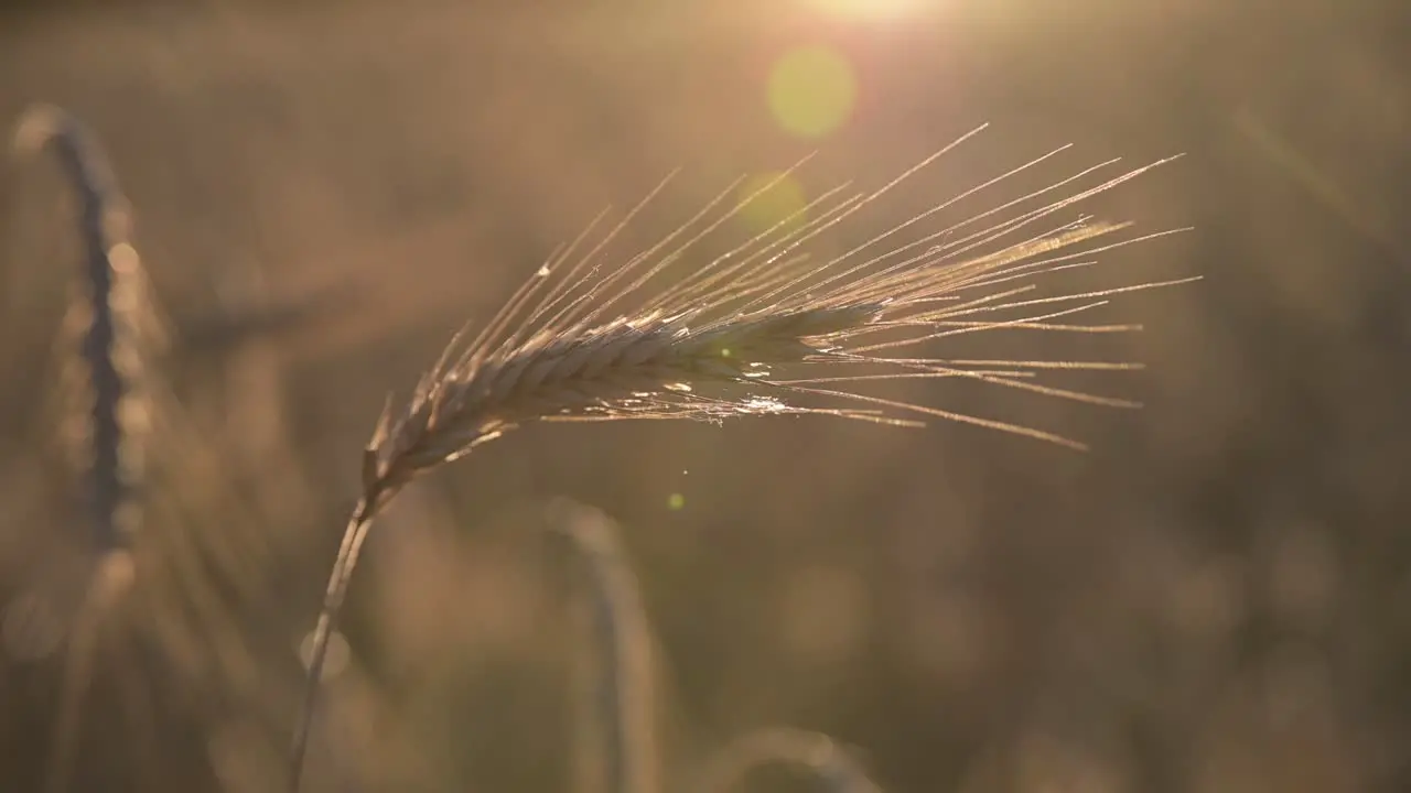 close up of ear of wheat swaying from the gentle wind and sunshine food chain crisis inflation concept