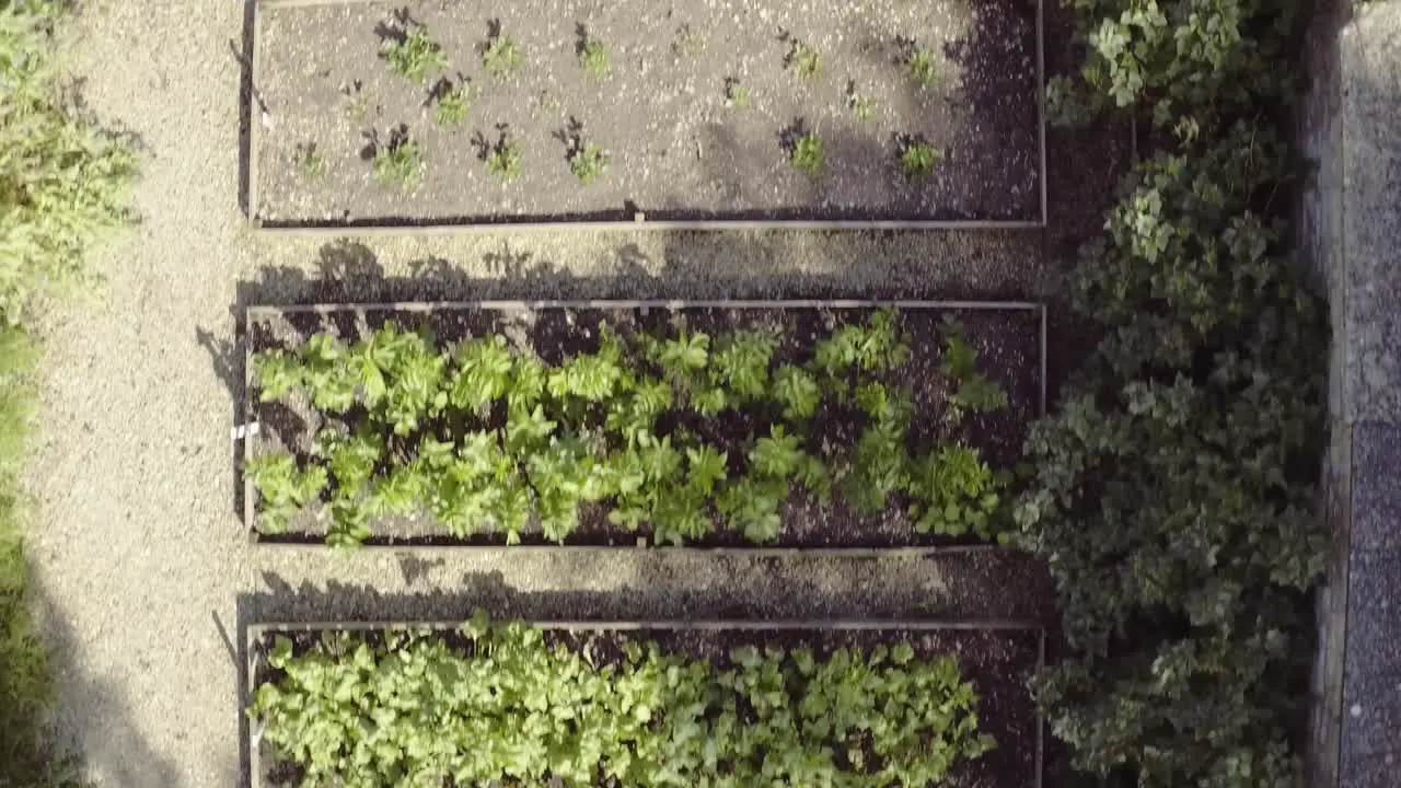 Aerial view of unrecognizable elderly lady picking fresh vegetables from a large vegetable patch