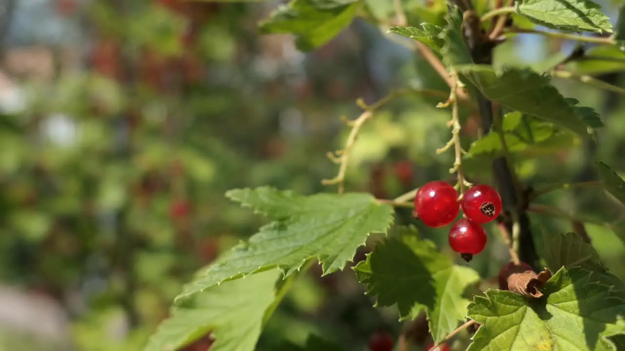 Collecting red berries in garden hand picking close up of red currants