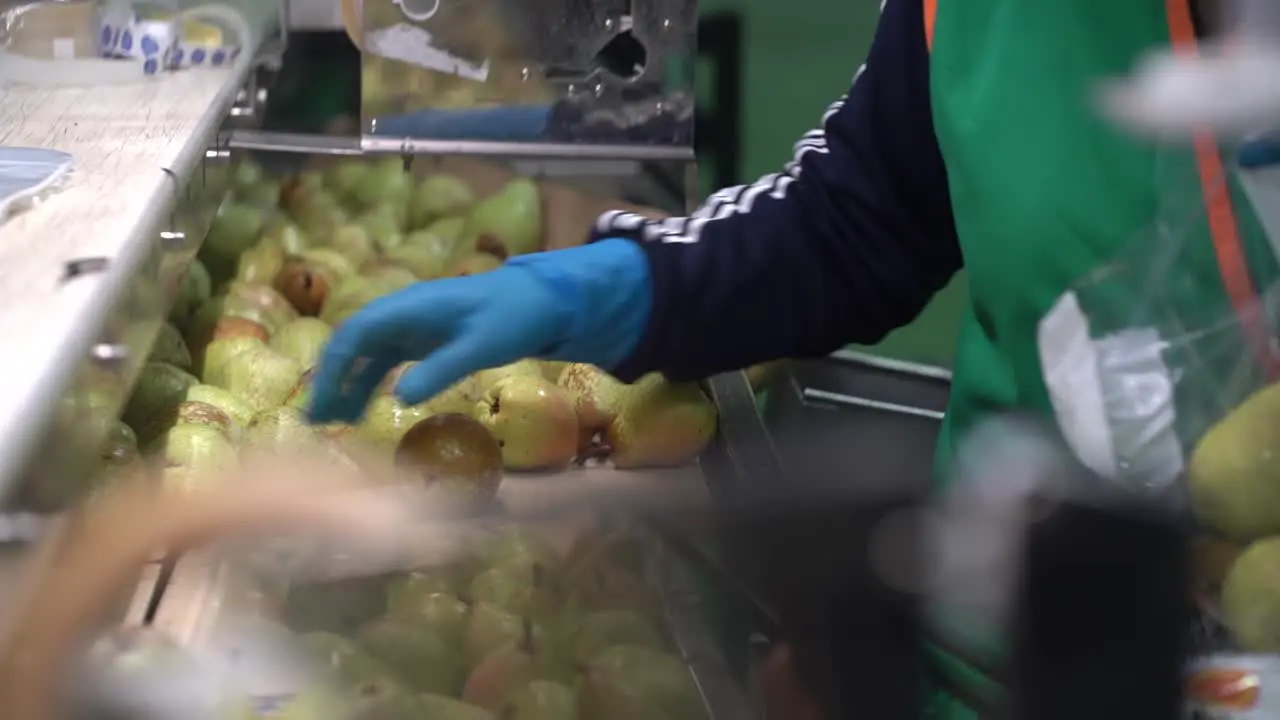 Pears in packing house man putting them in bags