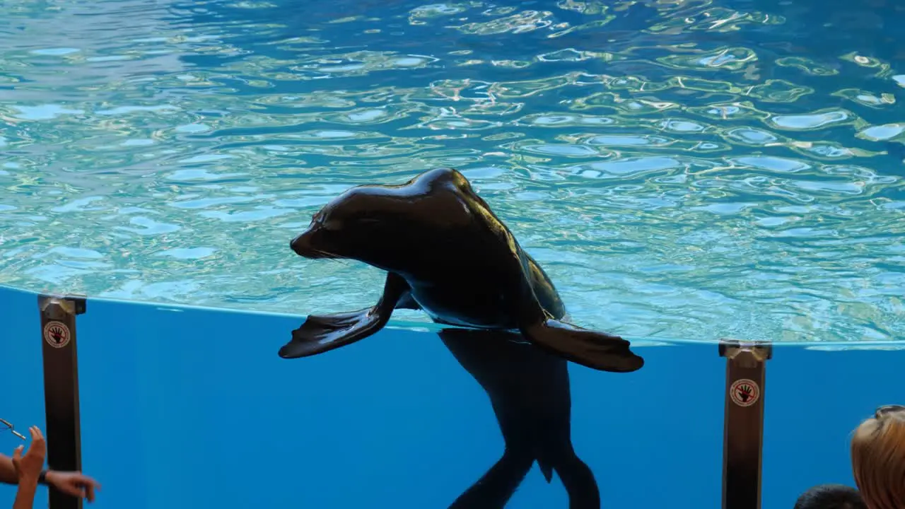 Sea lion standing on side of the pool watching its trainer