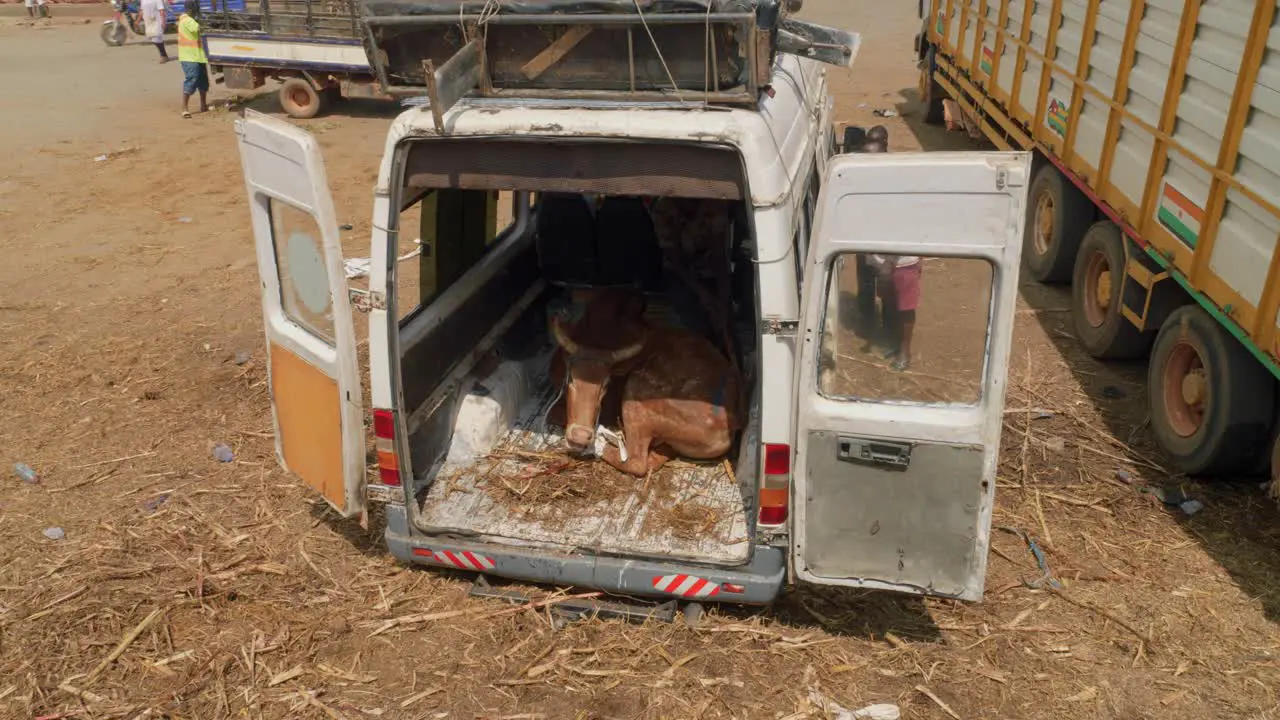 Livestock traders load their animals into their vehicles to take them home once the transaction is completed