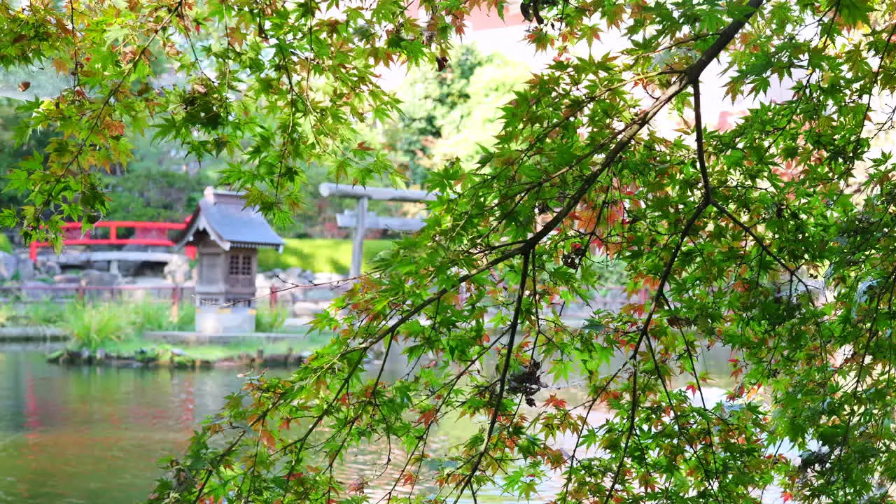 Japanese Shinto shrine on small island in lake in early autumn with Japanese maple tree