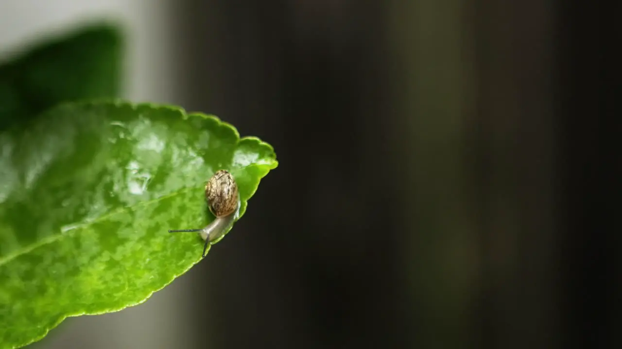 Tiny snail moves along edge of wet lime leaf after rain