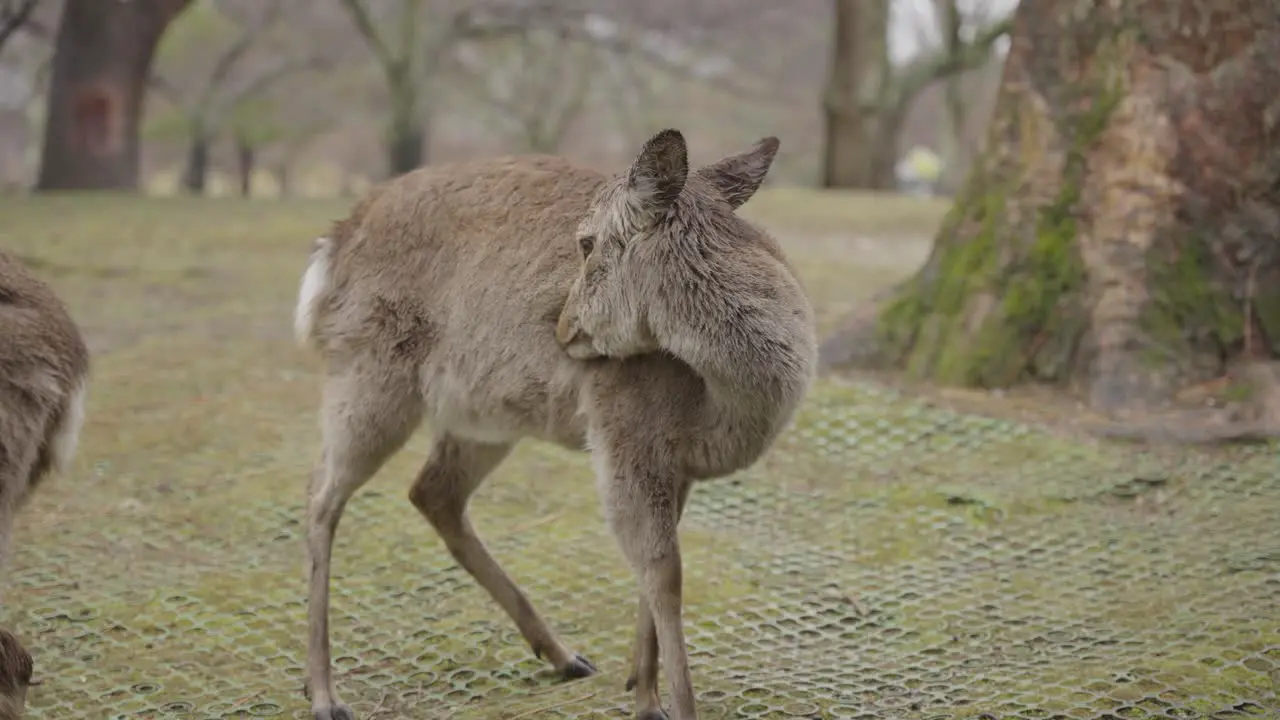 Deer in Nara park grooming its fur in the rain Japan