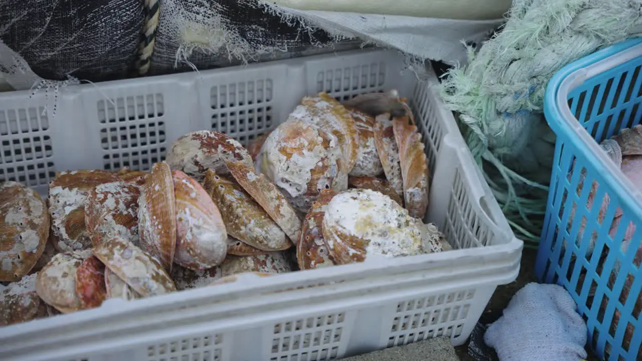 "Awabi" Abalone Shells in Catch Basket in Marina Toba Mie Prefecture Japan