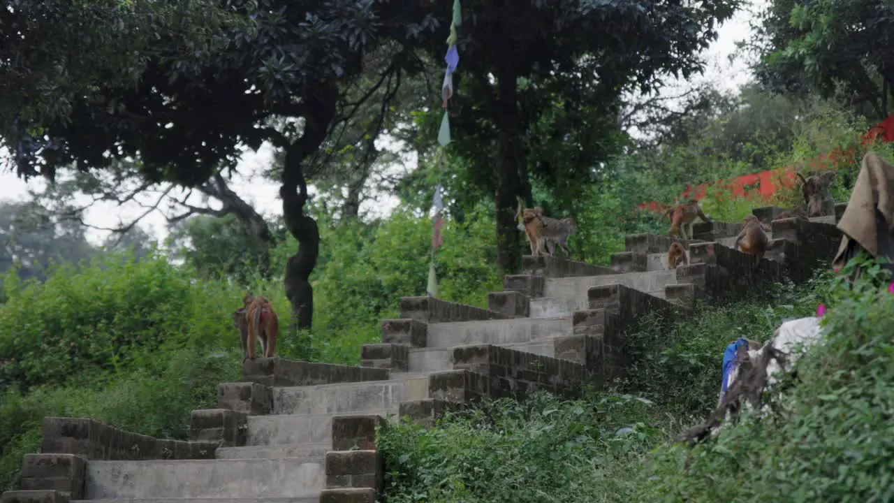 Monkeys jump up stone stairs into forest in slow motion