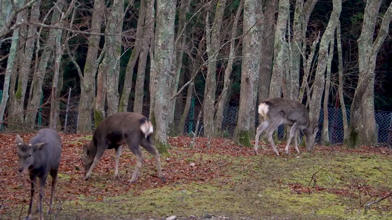 Wild Sika Deer Grazing in Woodland Scene