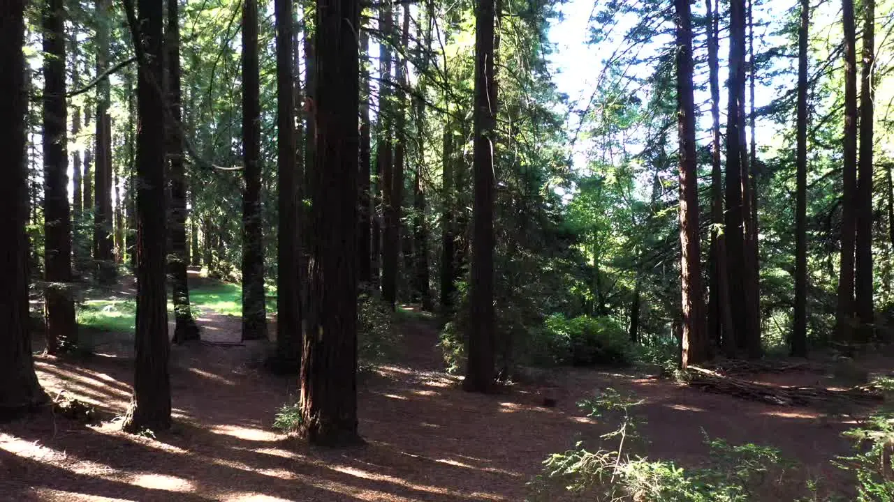 Very clean and sharp push forward through the trees as sunbeams flow through the limbs and branches