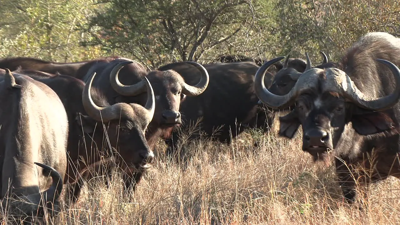 Pack of African buffalo graze together munch on tall grass from plains