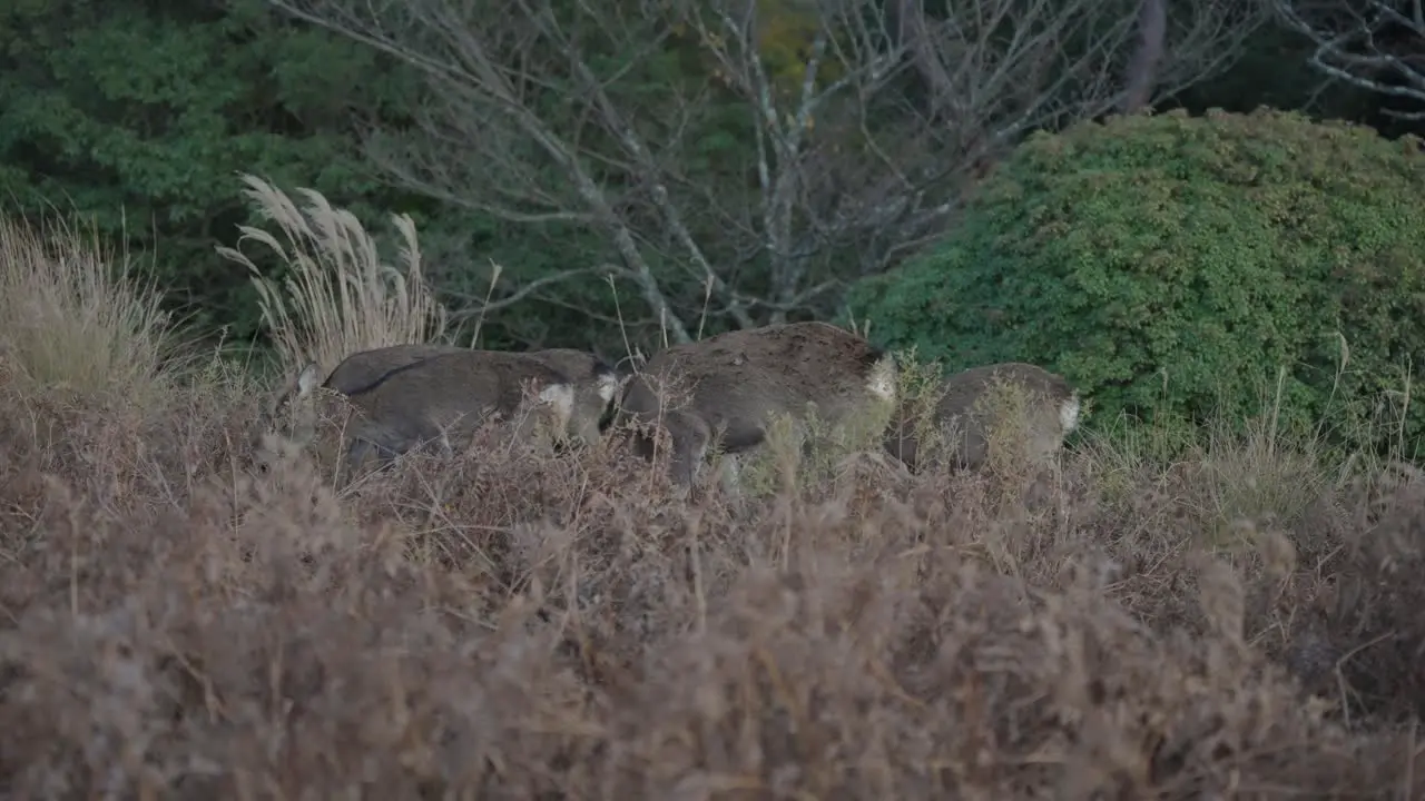 Japanese Sika Deer in the Wild Grazing on Forests Edge