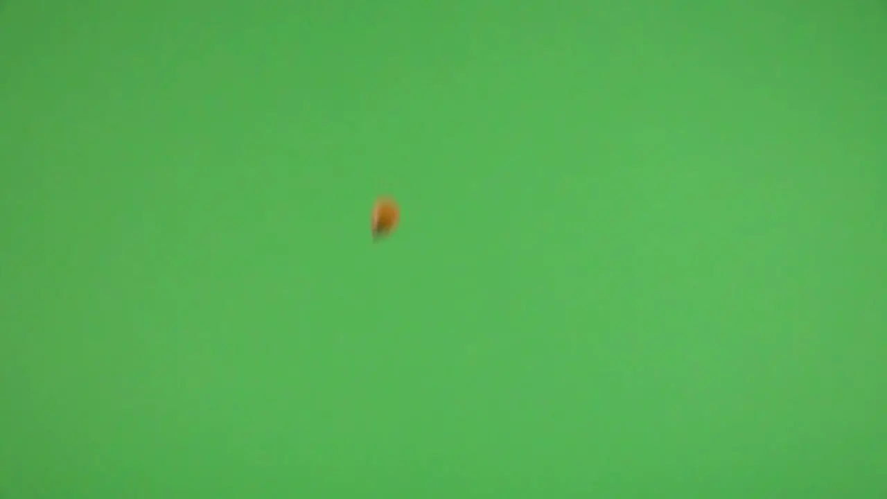 Corn kernel falling on a chroma background