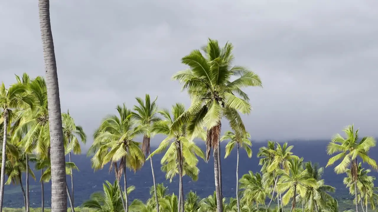 Cinematic close-up booming down shot of a coconut tree on the sacred royal grounds of Pu'uhonua O Honaunau in Hawai'i