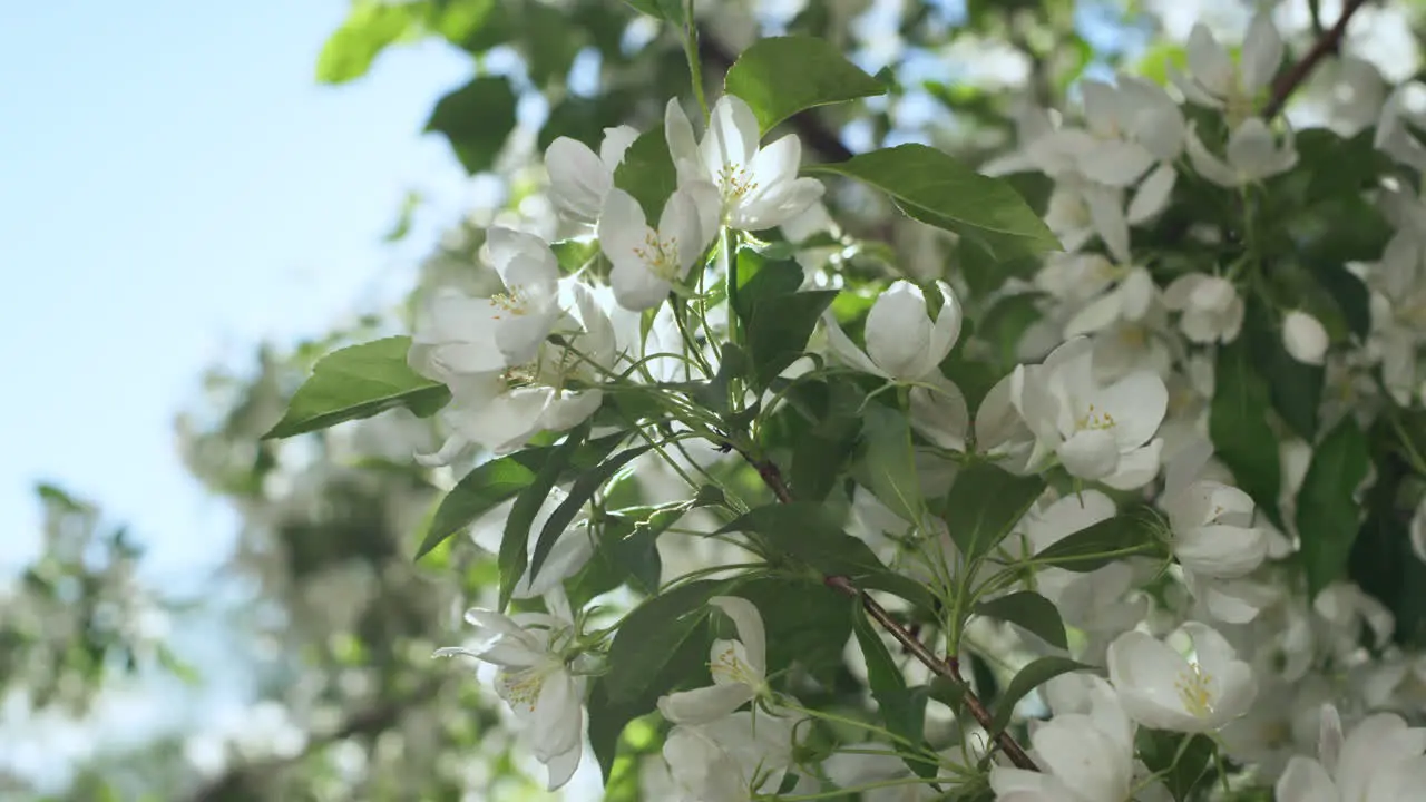 White tree flowers blossoming in closeup Sunbeams falling on apple flowers