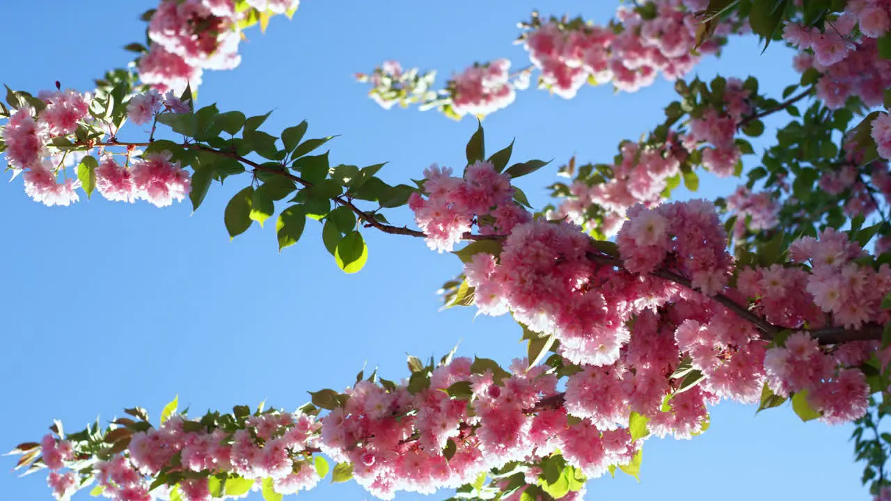 Pink sakura branch against blue cloudless sky Sakura flowers in spring day