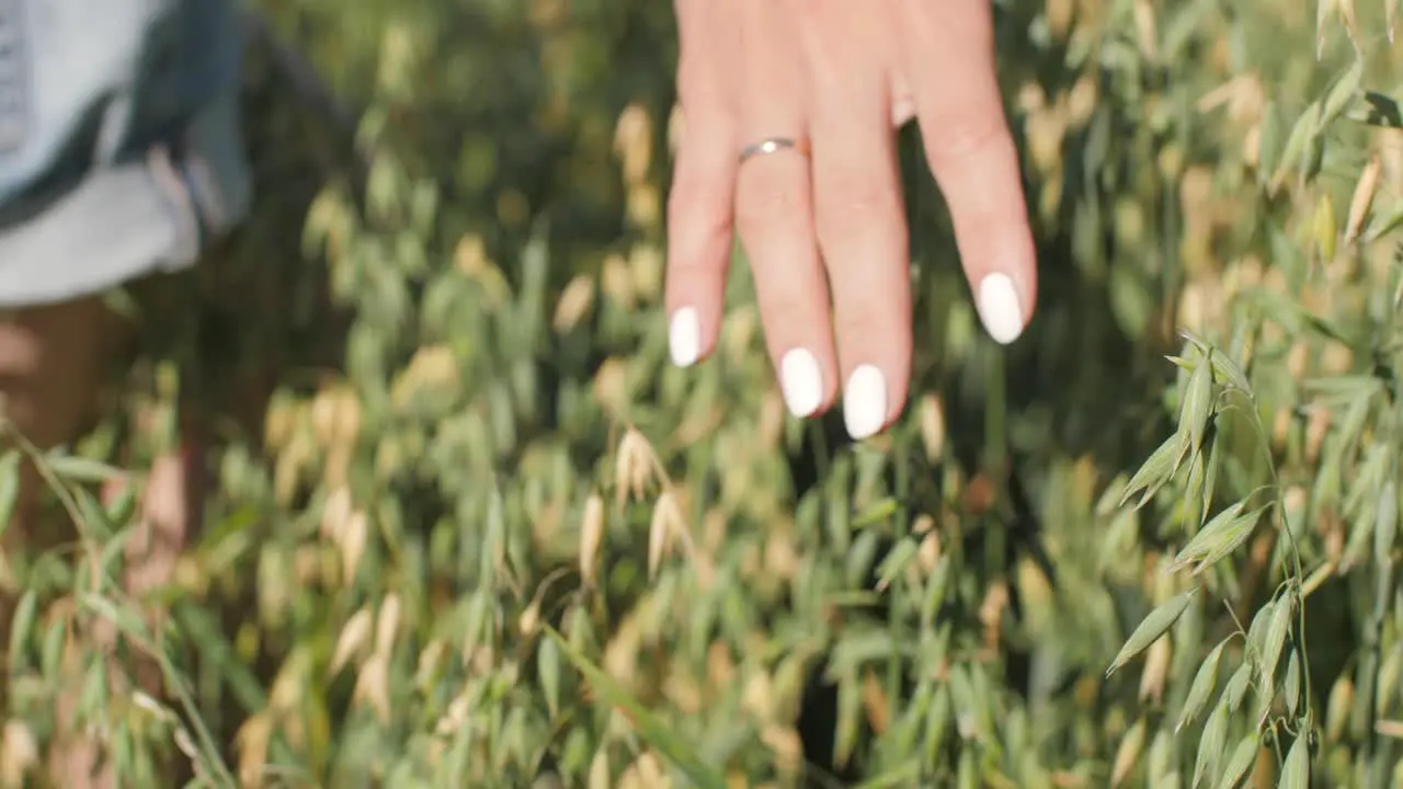 Hand over a field with growing wheat and sunny atmosphere 4K 50 fps can be slow motion