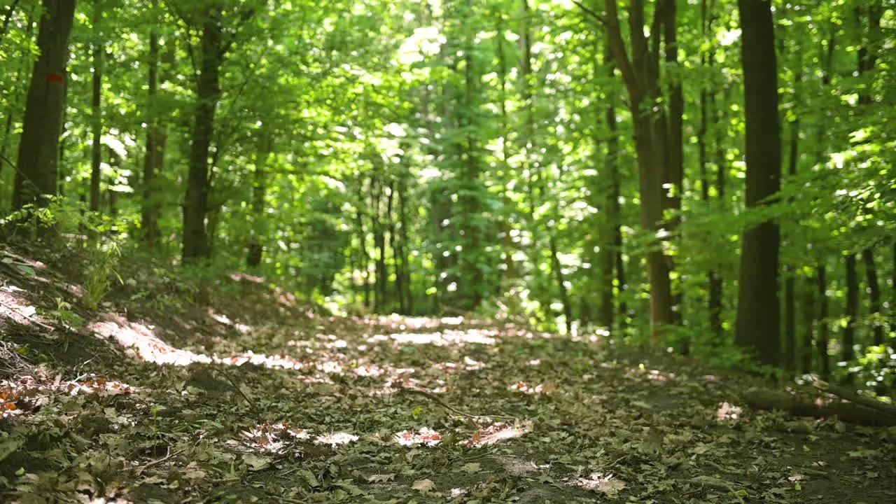 Dry Leaves On A Path In A Peaceful Green Forest