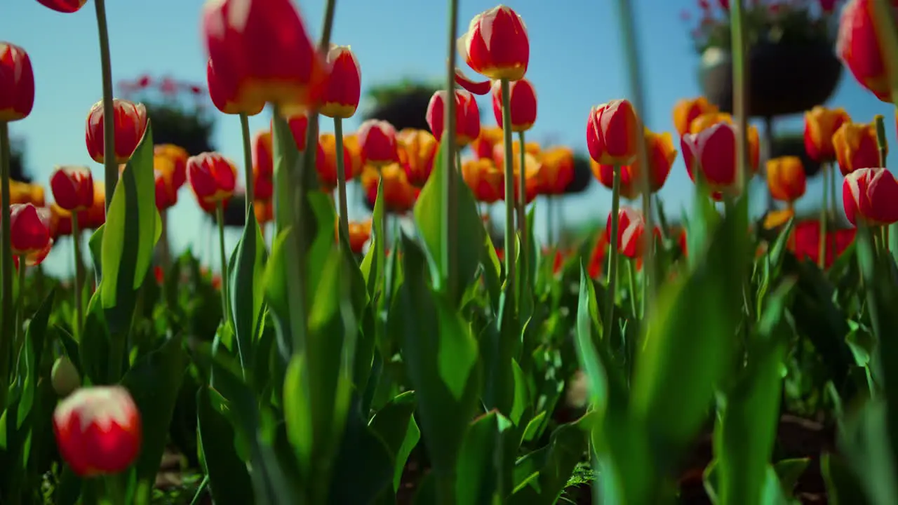 Flower field with fresh green grass and blooming tulips Closeup tulip garden