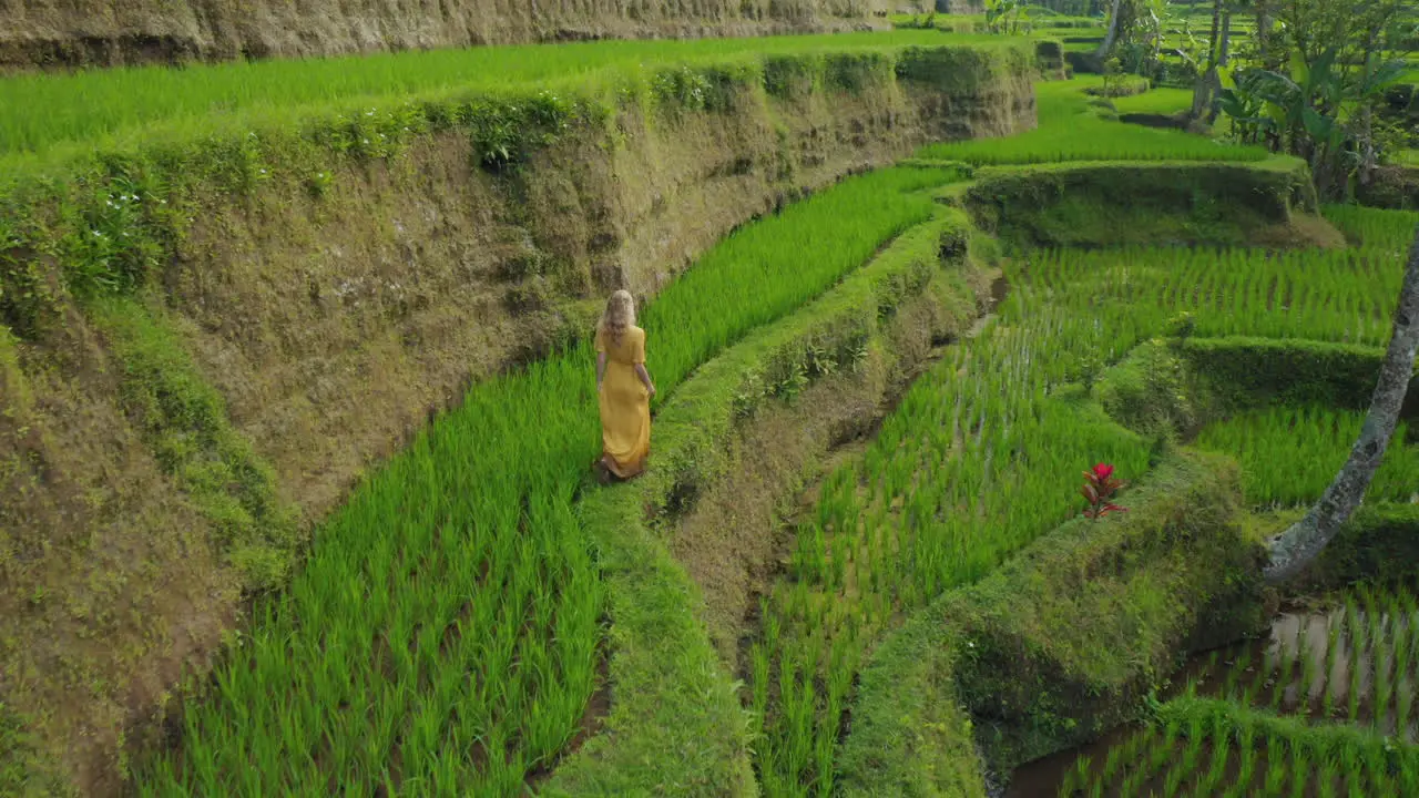 aerial view woman in rice paddy walking in lush green rice terrace exploring travel through bali indonesia discover asia