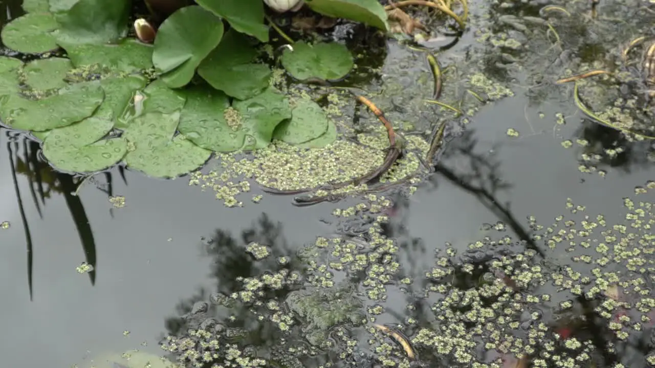 On natural open farm lily pad pond on cloudy windy day