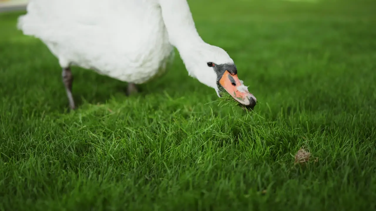 Hermoso Pájaro Caminando En El Parque Cisne Elegante Alimentándose En Un Día Soleado Al Aire Libre