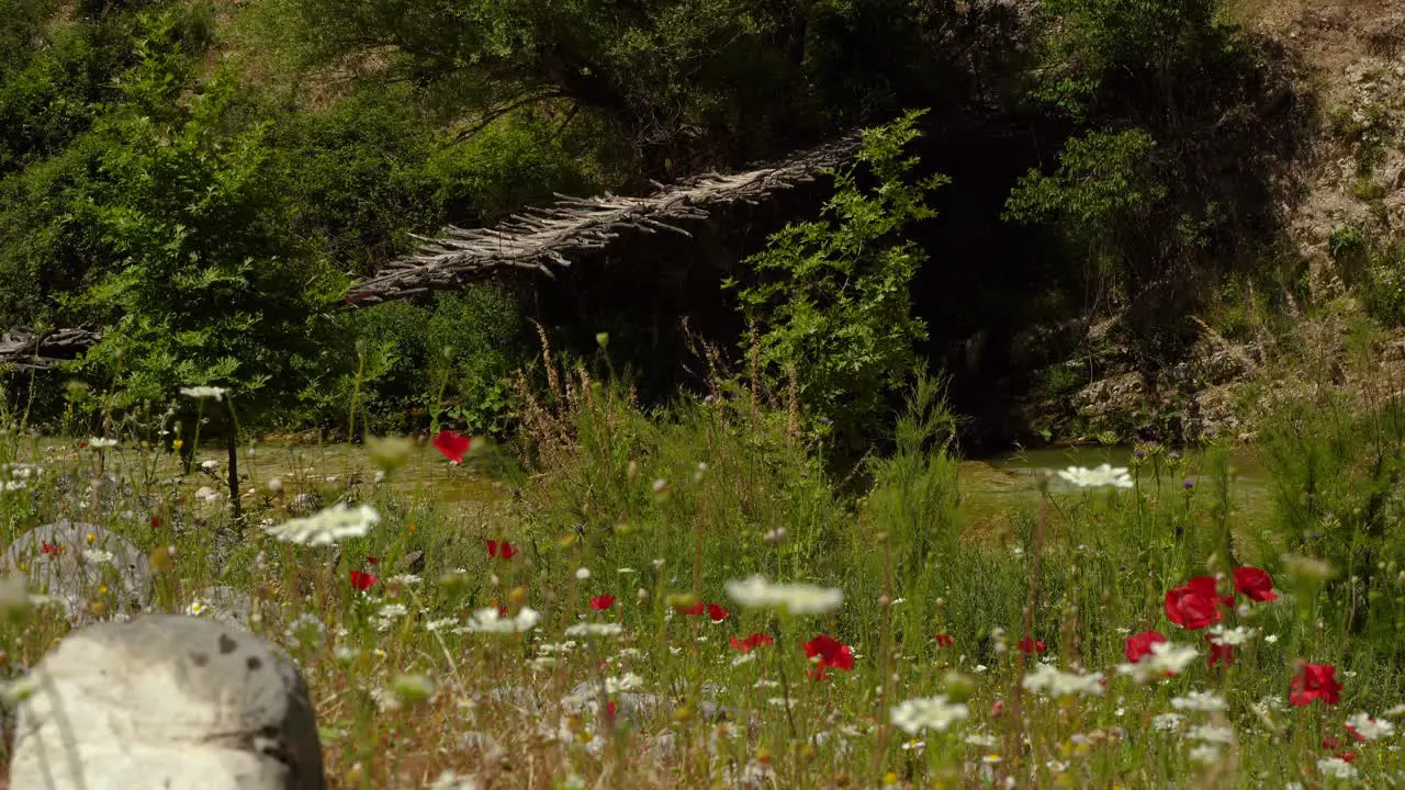 Quiet nature landscape with wooden bridge and flowers on river bank in Albania